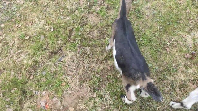 Тосины козлята смотреть онлайн