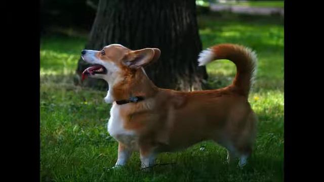 Трикси поет народную песню смотреть онлайн