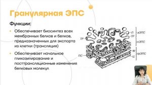Основы цитологии за 45 минут | Гистология | Умскул
