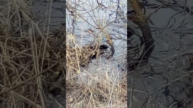 Дикая Природа Online