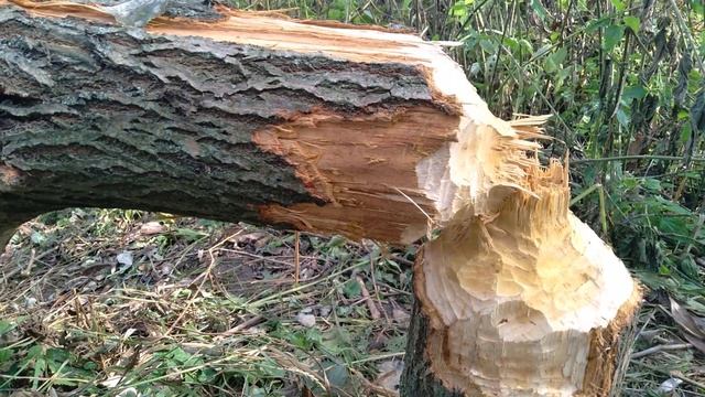 бобры свалили дерево