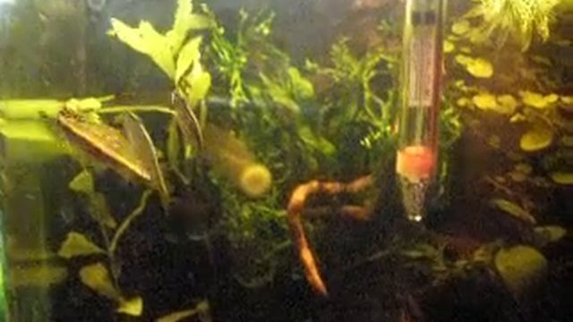 Nannostomus eques смотреть онлайн