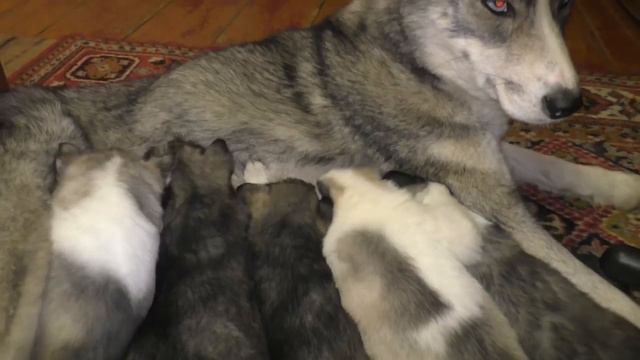 Милые щенки усердно кушают, кушают, кушают. ))) смотреть онлайн