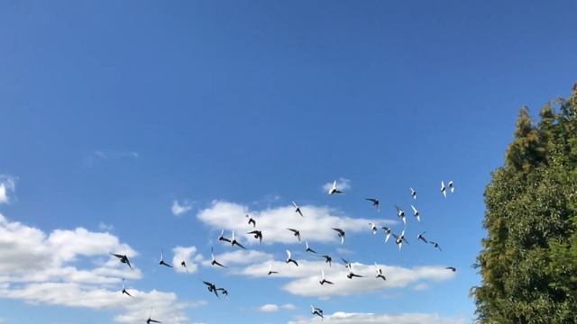 Pigeons Flock Flying Birds Flight Nature Wings Pigeons Flock Flying Birds Flight Nature Wings смотреть онлайн