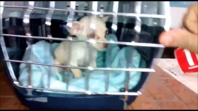Envio a la Ciudad de Mexico de una chihuahua de bolsillo blanca ..hermosa ! смотреть онлайн