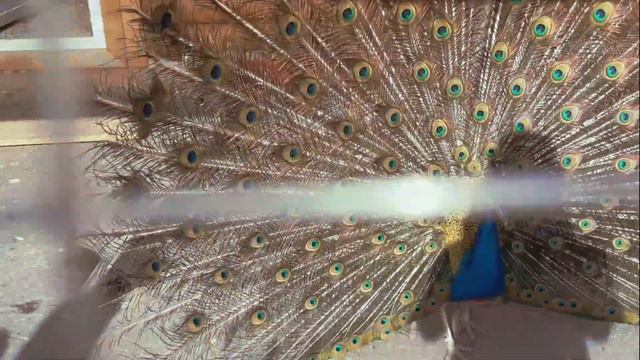 Павлин распустил хвост | Долго ждали но дождались смотреть онлайн