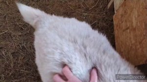 КАК УТЕПЛИТЬ Курятник САРАЙ? дёшево! содержание зимой. моя деревня