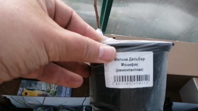 По большой скидке купила на сайте семена. ру плодовые деревья и малину. смотреть онлайн