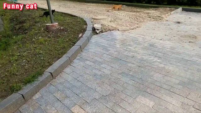 КОШАЧЬЯ ЛЮБОВЬ смотреть онлайн