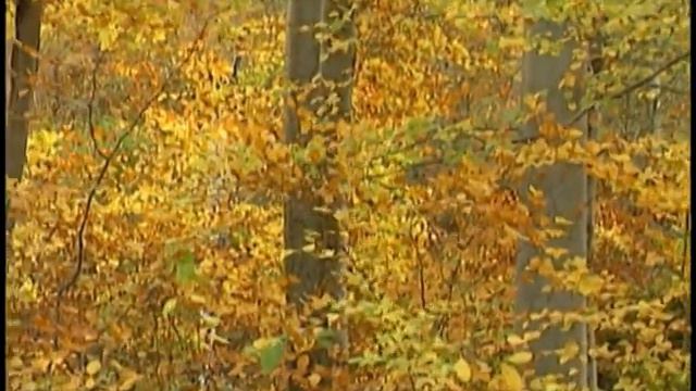 The Autumn Leaves, Video, Free video download HD смотреть онлайн