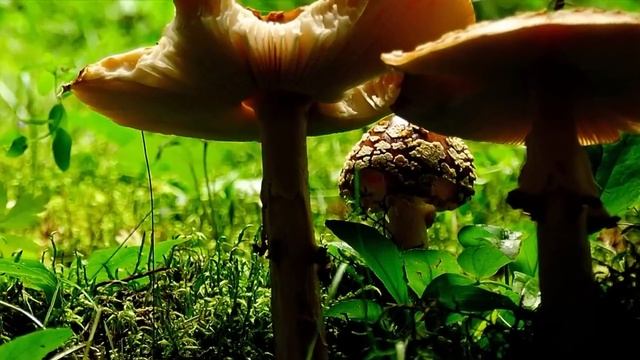 nikon d90 photos смотреть онлайн