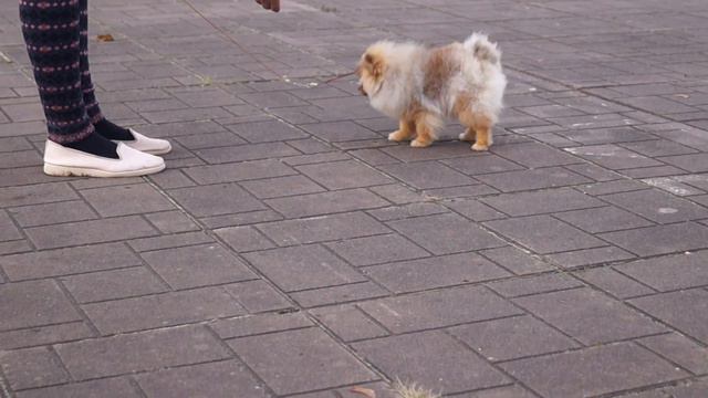 Амбер Лилии Лайн Селеста-6 мес смотреть онлайн