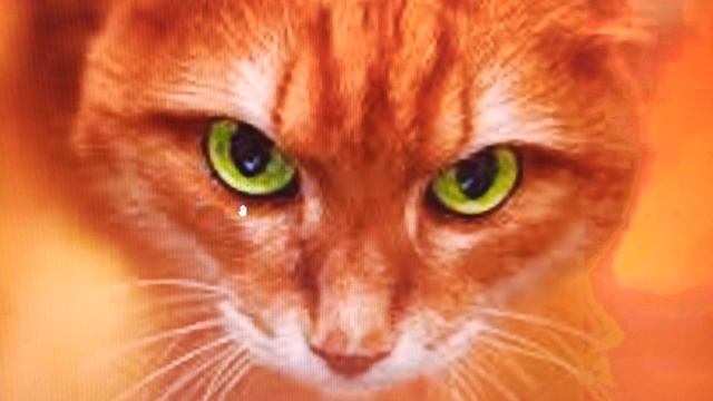 КАК СЕБЯ ВЕСТИ ПРИ КОНФЛИКТЕ С ВЕДЬМОЙ?! смотреть онлайн