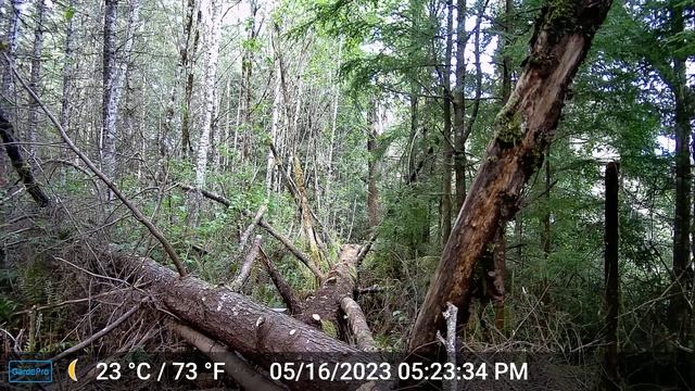 GardePro E6 Trail Camera video footage of Mama Bear with Cubs. смотреть онлайн