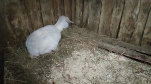 Итоги преждевременных родов у козы. Окот на 2 недели раньше.