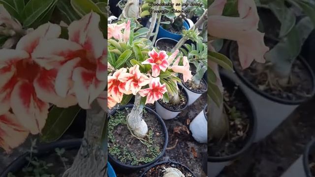 #Adenium #Adenium Obesum #Viral #Gardening Is My Hobby