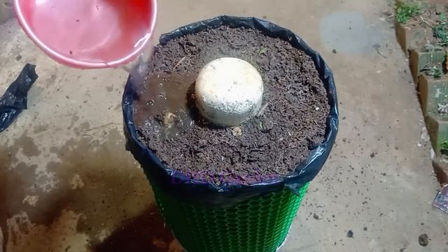 How To Grow Spinach In A New Style At Home