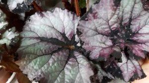 Нравится ли бегонии фитильный полив?