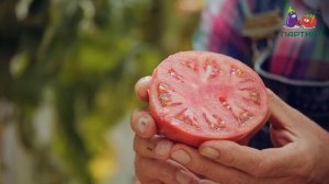 РОЗОВОПЛОДНЫЙ БИФ-ТОМАТ ЭВОЛЮЦИЯ F1