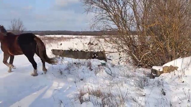 Прогулянка на конях в мороз мінус 17!!! смотреть онлайн