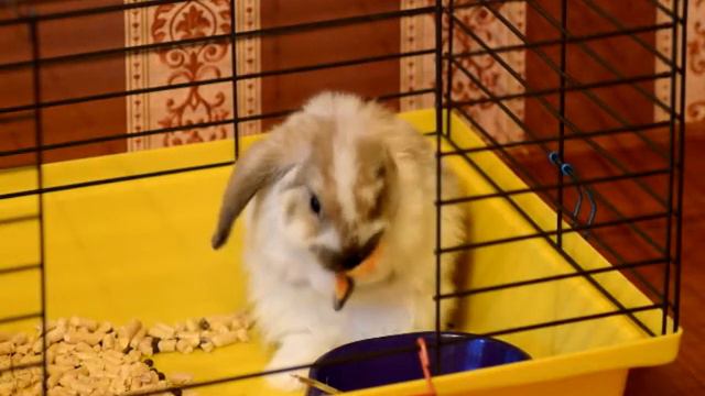 Наш маленький Крольчонок ^^ смотреть онлайн