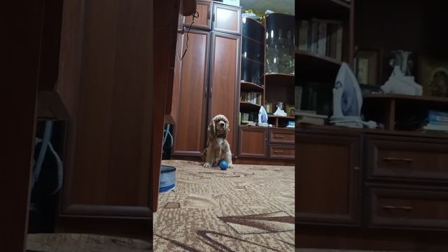 Дрессирую Арчи #собака #дрессировкасобаки #дрессировка