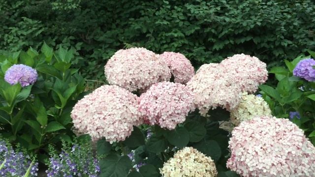 INCREDIBALL™ Blush Hydrangea | www.gardencrossings.com смотреть онлайн