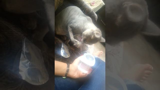 Кот Арнольд ест лапой)) смотреть онлайн