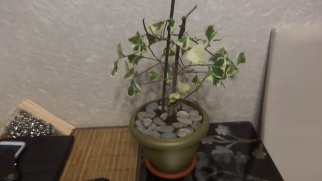 Комнатные цветы/растения. СтароГодние подарки. Часть вторая. смотреть онлайн