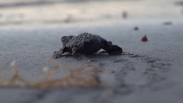 Facts: The Kemp's Ridley Sea Turtle смотреть онлайн