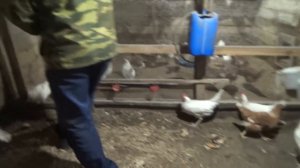 Обработка курятника дымовой шашкой.