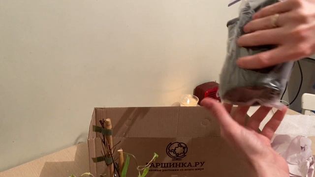 Распаковка посылки от Гаршинки. Клематис, роза. Роза саженец. смотреть онлайн