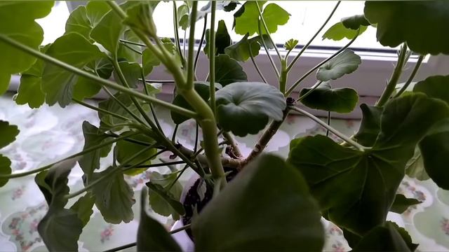 Герань или Журавельник. Что любит этот цветок. смотреть онлайн