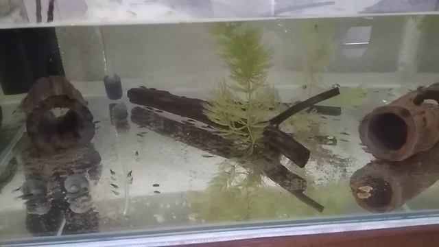 Кормление малька анциструса, добавляем новый корм. Поплыл малек меченосца. смотреть онлайн