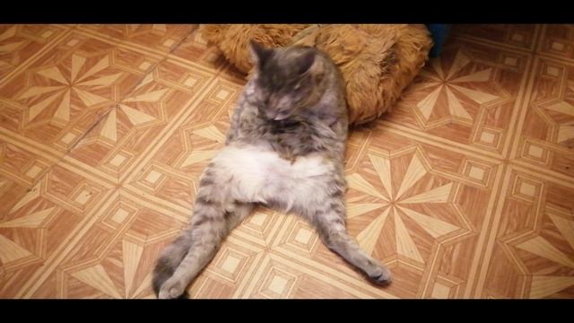 Сидя на попе ? смотреть онлайн