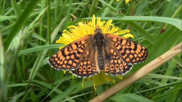 Glanville Fritillary смотреть онлайн
