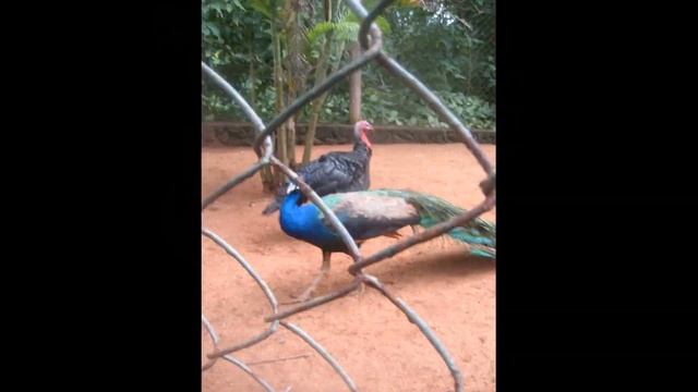 Фото С Китая - (01.05.2019-15.05.2019) - Бухта Дадунхай - Pearl River Garden Hotel 4 смотреть онлайн