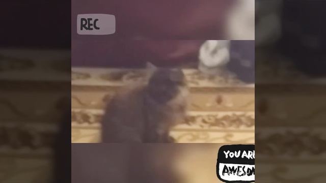Котёнок чёрный vs котёнка белава ☻☹ смотреть онлайн