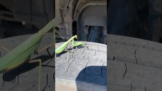Богомол смотреть онлайн