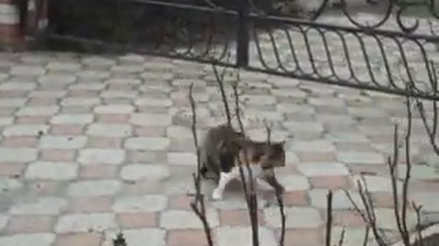Красивые кошки. 03.04.2018 смотреть онлайн