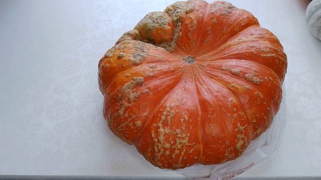 Тыква на грядке - здоровье в порядке. Часть1. Тыква КЛАДОВАЯ ЗДОРОВЬЯ. Ленинградская обл.