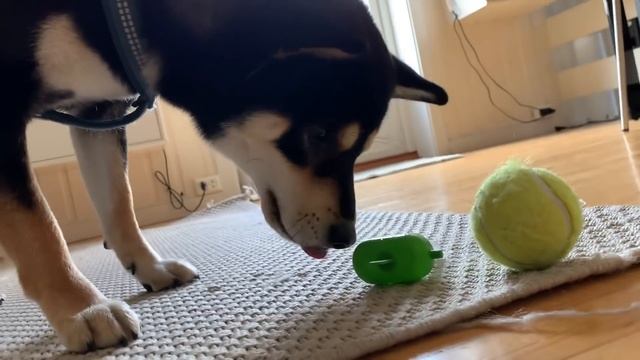 Does doggo like ice? смотреть онлайн