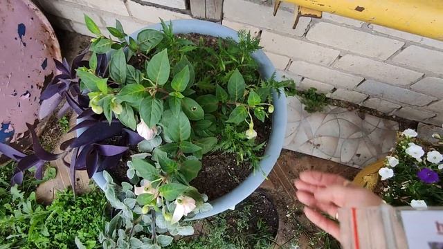 ИЗОТОМА.ЛАУРЕНТИЯ.ОБЗОР РАСТЕНИЙ НА 18 ИЮЛЯ 2022. смотреть онлайн