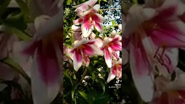 Лилия "Триумфатор" смотреть онлайн