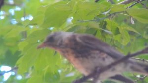 Дрозд рябинник. Подмосковье, июнь 2018г.