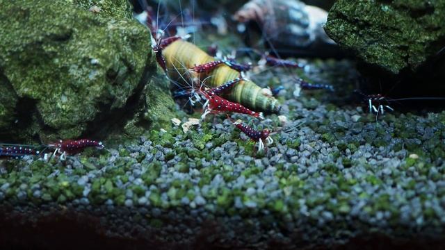 Два года аквариуму с креветками Сулавеси кардинал Sulawesi Shrimp Cardinal