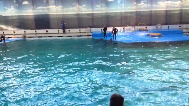 СПб Дельфинарий выступление дельфинов