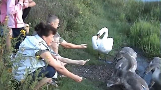 Лебеди смотреть онлайн