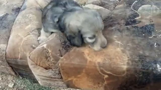 Стандартная длинношерстная такса. смотреть онлайн