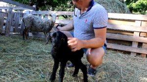 Гиссар покрыл романовскую овцу, смотрите что получилось?